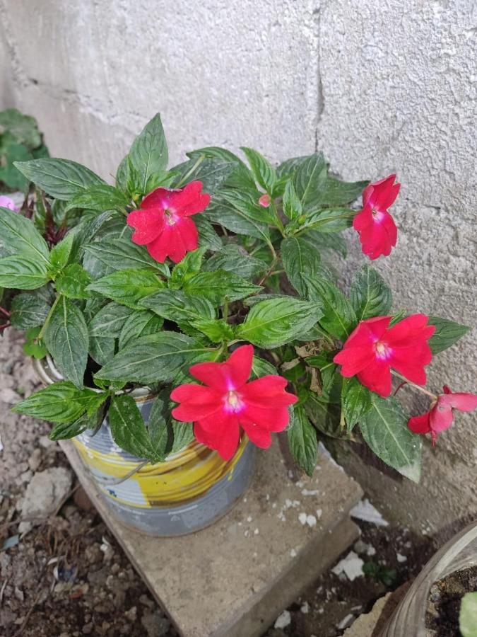 Affittacamere Suzet House Oxapampa Esterno foto