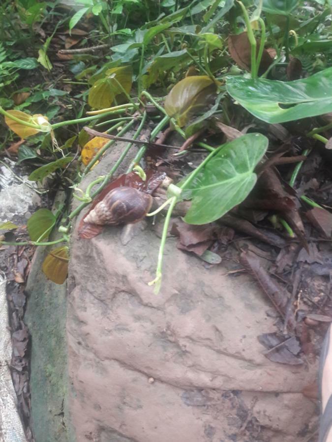 Affittacamere Suzet House Oxapampa Esterno foto